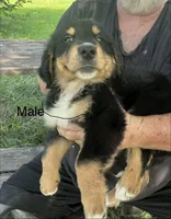 Male, a male German Shepherd Dog and Bernese Mountain Dog for sale in Tracy, IA – 1 of 1