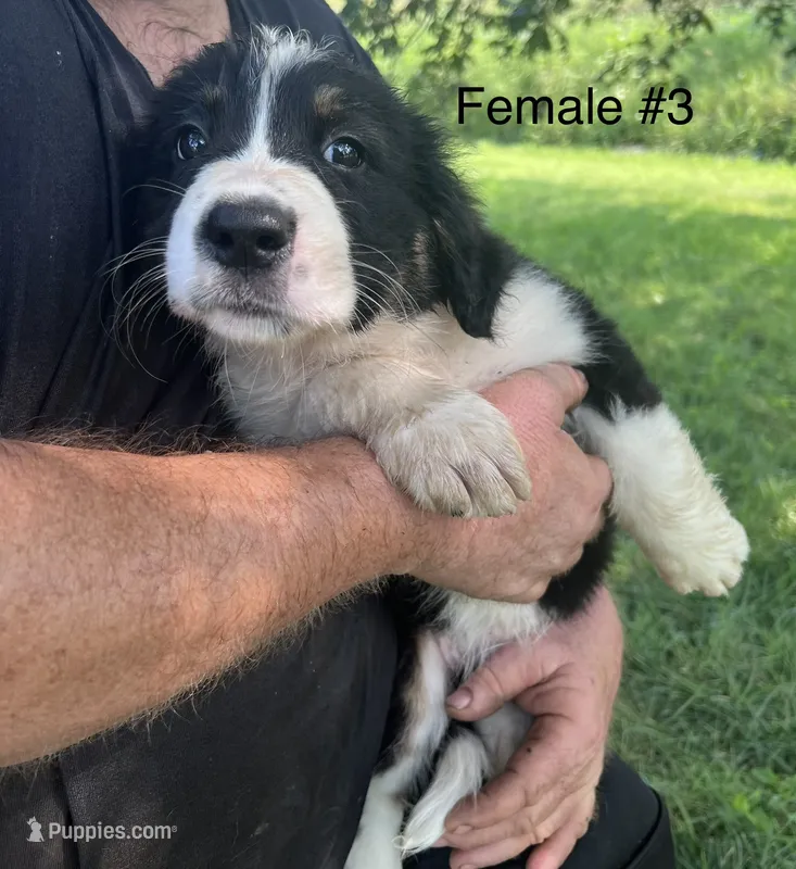 Female #3 – Australian Shepherd, Bernese Mountain Dog puppy for sale in Tracy, IA