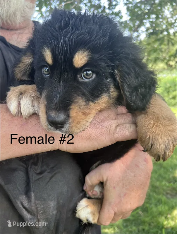 Female #2 – Bernese Mountain Dog puppy for sale in Tracy, IA