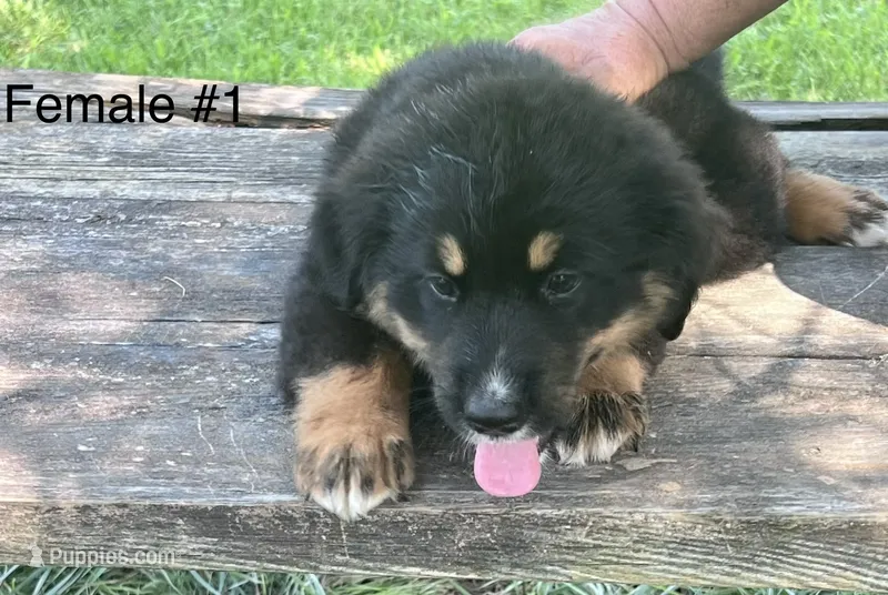 Female #1 – Bernese Mountain Dog puppy for sale in Tracy, IA