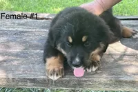 Female #1, a female Bernese Mountain Dog for sale in Tracy, IA – 1 of 1