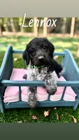 Lennox, a male German Shorthaired Pointer for sale in Houston, TX – 1 of 1