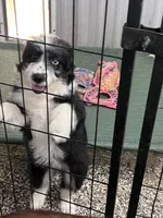 Justice , a female Miniature Aussiedoodle for sale in Houston, TX – 2 of 2