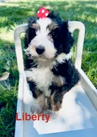 Liberty , a female Miniature Aussiedoodle for sale in Houston, TX – 1 of 1