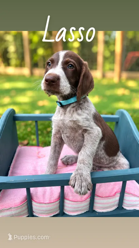 Lasso – German Shorthaired Pointer puppy for sale in Houston, TX