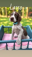 Lasso, a male German Shorthaired Pointer for sale in Houston, TX – 1 of 1