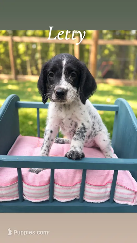 Letty  – German Shorthaired Pointer puppy for sale in Houston, TX