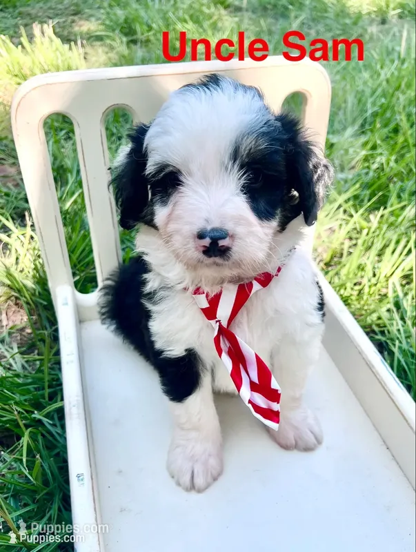Uncle Sam – Miniature Aussiedoodle puppy for sale in Houston, TX