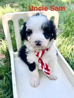 Uncle Sam, a male Miniature Aussiedoodle for sale in Houston, TX – 1 of 1