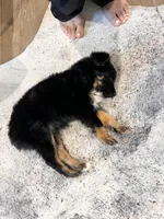 River, a female Toy Australian Shepherd for sale in Houston, TX – Photo 4 of 4