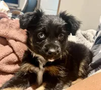 River, a female Toy Australian Shepherd for sale in Houston, TX – Photo 3 of 4