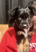 River, a female Toy Australian Shepherd for sale in Houston, TX – Photo 2 of 4