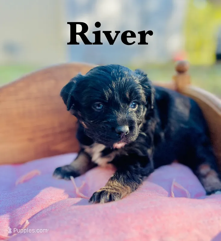 River – Toy Australian Shepherd puppy for sale in Houston, TX