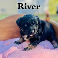 River, a female Toy Australian Shepherd for sale in Houston, TX – Photo 1 of 4
