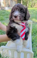 Yankee, a male Miniature Aussiedoodle for sale in Houston, TX – 2 of 2