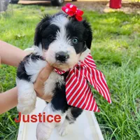 Justice , a female Miniature Aussiedoodle for sale in Houston, TX – 1 of 1
