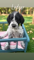 Ledger, a male German Shorthaired Pointer for sale in Houston, TX – 1 of 1