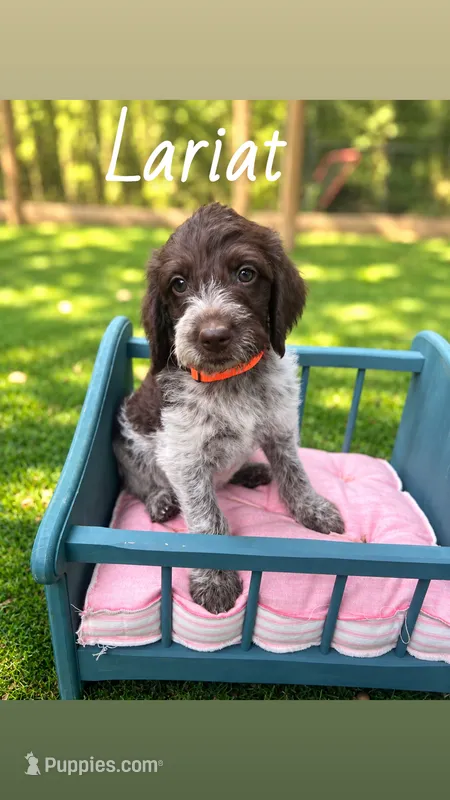 Lariat  – German Shorthaired Pointer puppy for sale in Houston, TX