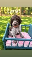Lariat , a male German Shorthaired Pointer for sale in Houston, TX – 1 of 1
