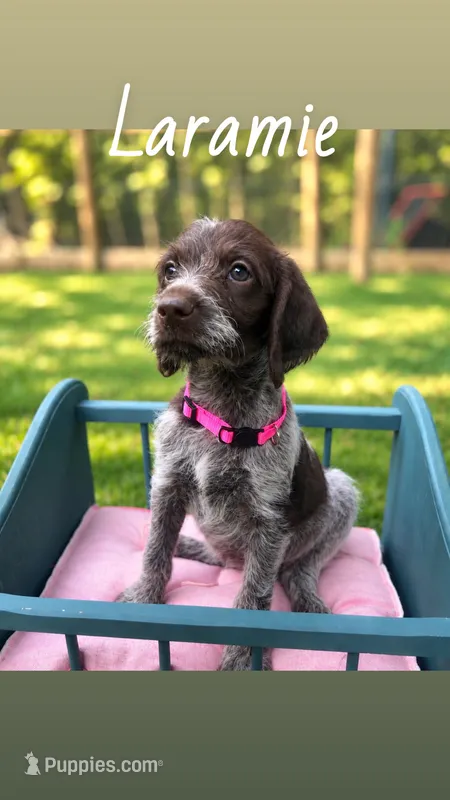 Laramie  – German Shorthaired Pointer puppy for sale in Houston, TX