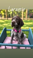 Laramie , a female German Shorthaired Pointer for sale in Houston, TX – 1 of 1
