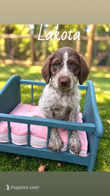 Lakota – German Shorthaired Pointer puppy for sale in Houston, TX