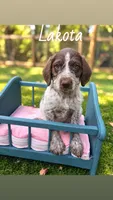 Lakota, a male German Shorthaired Pointer for sale in Houston, TX – 1 of 1