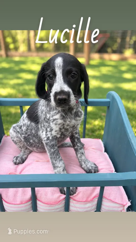 Lucille – German Shorthaired Pointer puppy for sale in Houston, TX
