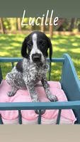 Lucille, a female German Shorthaired Pointer for sale in Houston, TX – 1 of 1