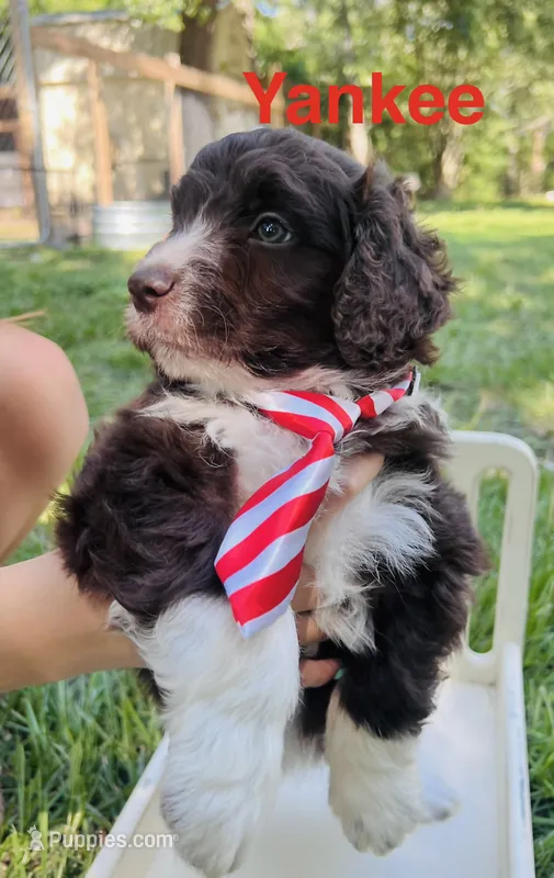 Yankee – Miniature Aussiedoodle puppy for sale in Houston, TX