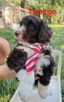 Yankee, a male Miniature Aussiedoodle for sale in Houston, TX – 1 of 2