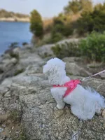 Maltese puppies , a  Maltese for sale in Moodus, CT – 4 of 4