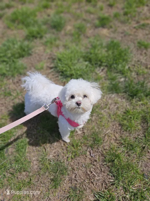 Maltese puppies  – Maltese puppy for sale in Moodus, CT