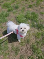 Maltese puppies , a  Maltese for sale in Moodus, CT – 1 of 4