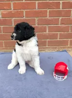 CoCoa, a male Saint Berdoodle for sale in Hickory, NC – 1 of 3