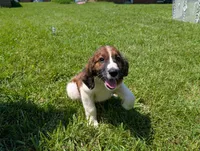 Mocha, a female Saint Berdoodle for sale in Hickory, NC – 2 of 5