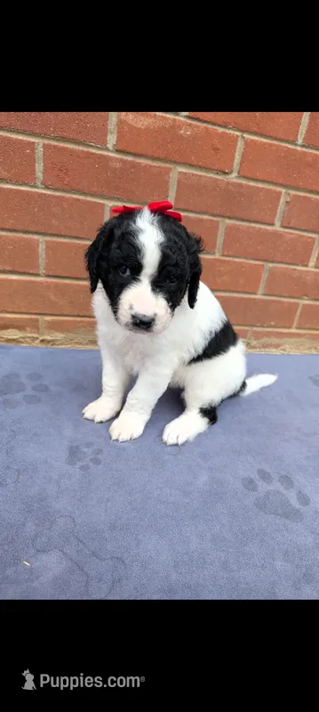 Sugar – Saint Berdoodle puppy for sale in Hickory, NC