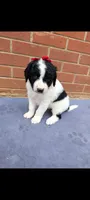 Sugar, a female Saint Berdoodle for sale in Hickory, NC – 1 of 3