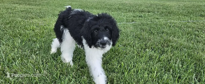 CoCoa – Saint Berdoodle puppy for sale in Hickory, NC