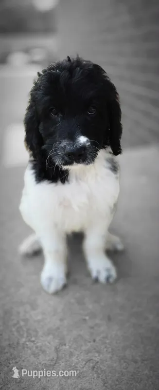 CoCoa – Saint Berdoodle puppy for sale in Hickory, NC