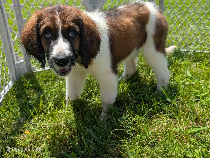 Mocha – Saint Berdoodle puppy for sale in Hickory, NC