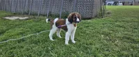Mocha, a female Saint Berdoodle for sale in Hickory, NC – 5 of 5
