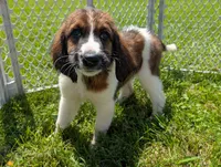Mocha, a female Saint Berdoodle for sale in Hickory, NC – 4 of 5