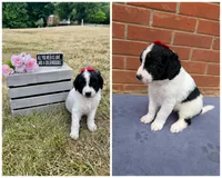 Sugar, a female Saint Berdoodle for sale in Hickory, NC – 2 of 3