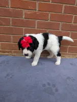 Sugar, a female Saint Berdoodle for sale in Hickory, NC – 3 of 3