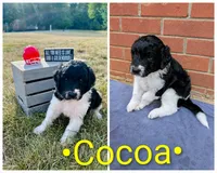 CoCoa, a male Saint Berdoodle for sale in Hickory, NC – 3 of 3