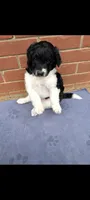 CoCoa, a male Saint Berdoodle for sale in Hickory, NC – 2 of 3