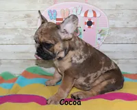 Cocoa, a female French Bulldog for sale in Maple Hill, KS – 2 of 6