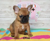 Olive, a female French Bulldog for sale in Maple Hill, KS – 3 of 8