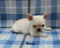 Missy, a female French Bulldog for sale in Maple Hill, KS – 8 of 10